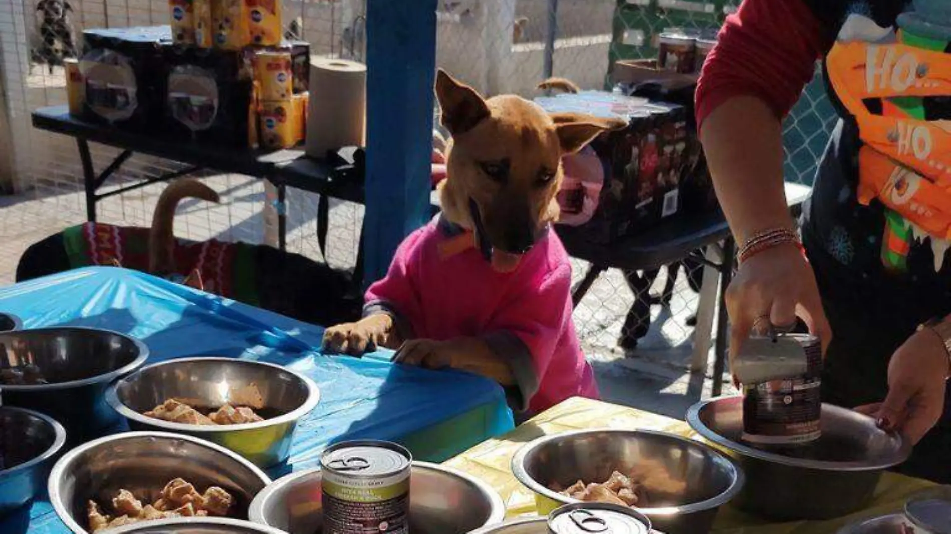 Posada perruna para perritos rescatados 